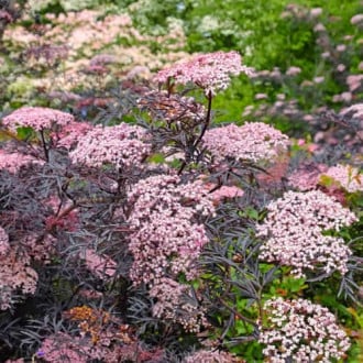 Sambucus nigra Black Lace Eva, С2 kép 2