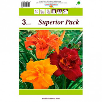 Sásliliom (Hemerocallis) Double mix multicolor kép 1