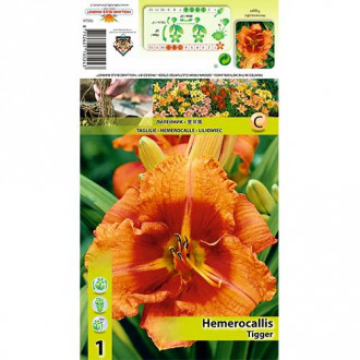 Sásliliom (Hemerocallis) Tigger kép 2