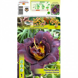 Sásliliom (Hemerocallis) Voodoo Dancer kép 2