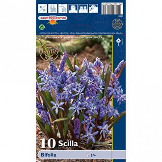 Scilla (Csillagvirág) Bifolia kép 2