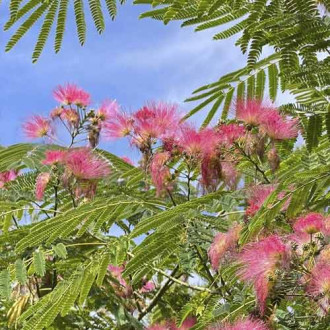 Selyemakác (Albizia) Ombrella PBR, C7,5 kép 6