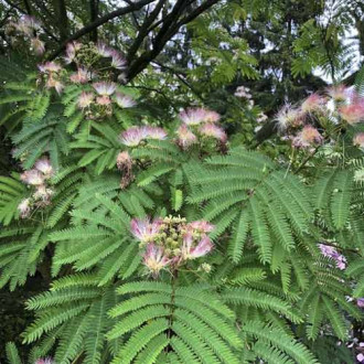 Selyemakác (Albizia) Tropical Dream PBR, C10 kép 1