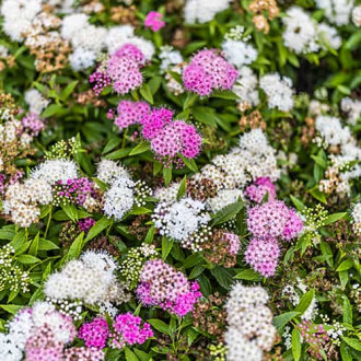 Spiraea japonica Genpei, С2 kép 2