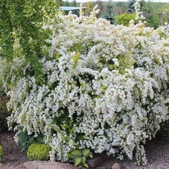 Spiraea vanhouttei Gold Fountain, С2 kép 3