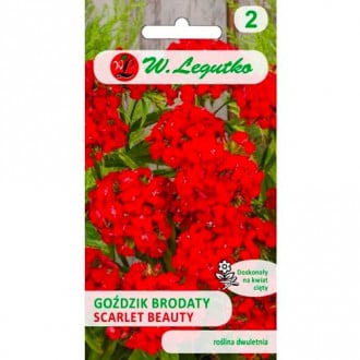 Szakállas szegfű Scarlet Beauty Legutko kép 3