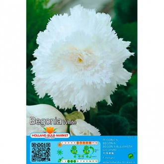 Szekfűvirágú begónia White kép 4