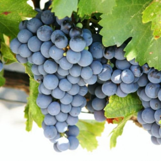 Szőlő Cabernet de Sauvignon kép 1