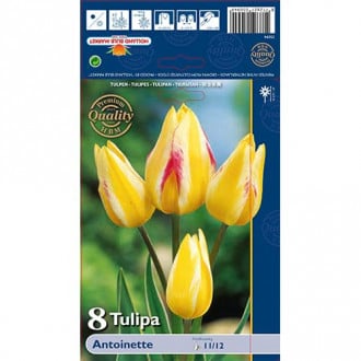 Tulipán Antoinette kép 3