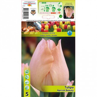 Tulipán Apricot Beauty kép 4