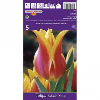 Tulipán Ballade Dream kép 3