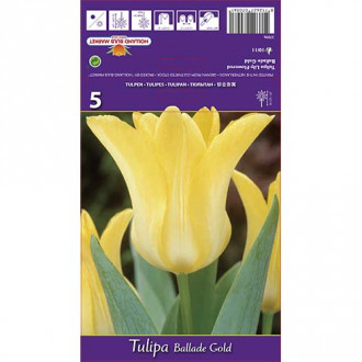 Tulipán Ballade Gold kép 6