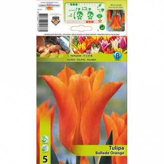 Tulipán Ballade Orange kép 8