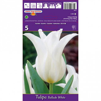 Tulipán Ballade White kép 2