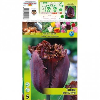 Tulipán Black Jewel kép 2