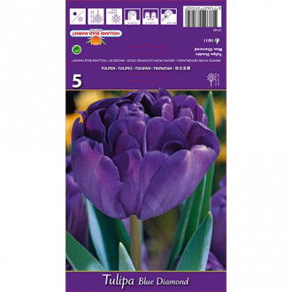 Tulipán Blue Diamond kép 2