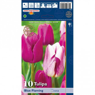 Tulipán Blue Flaming mix multicolor fotó 15 Tulipán Blue Flaming mix multicolor kép 15