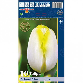 Tulipán Bolroyal Silver kép 6