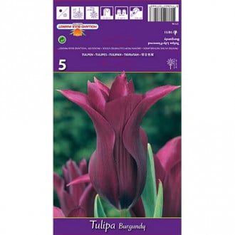 Tulipán Burgundy kép 4