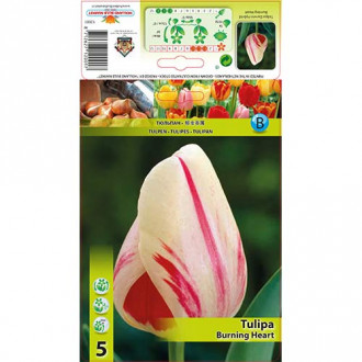 Tulipán Burning Heart kép 3