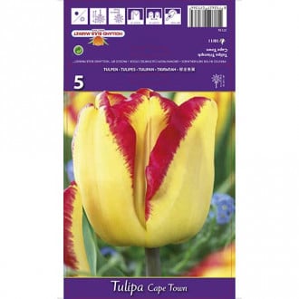 Tulipán Cape Town kép 2