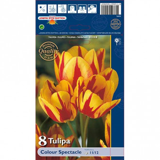 Tulipán Colour Spectacle kép 6