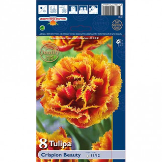 Tulipán Crispion Beauty kép 4