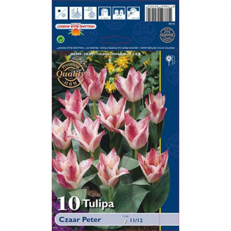 Tulipán Czaar Peter kép 4