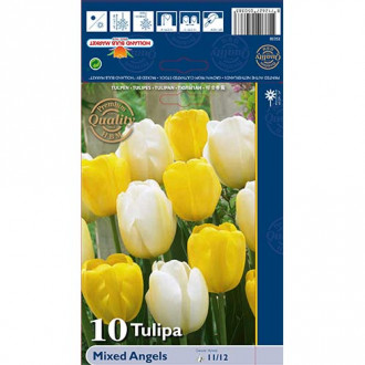 Tulipán Darwin Angels, mix kép 3