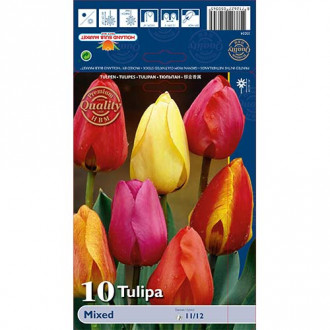 Tulipán Darwin, mix kép 4