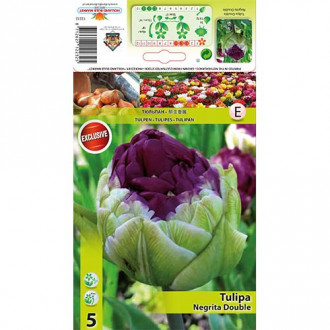 Tulipán Double Negrita kép 2