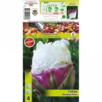 Tulipán Double Polar kép 6