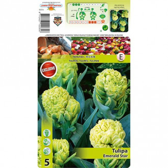 Tulipán Emerald Star kép 5