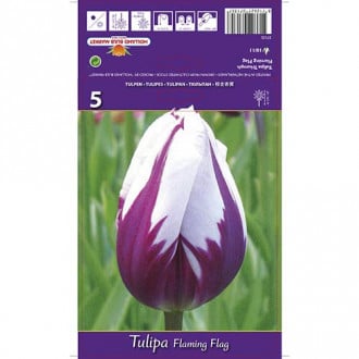 Tulipán Flaming Flag kép 5