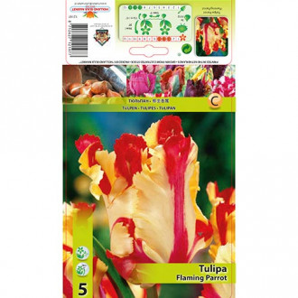 Tulipán Flaming Parrot kép 3