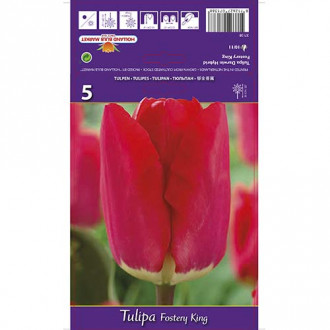 Tulipán Fostery King kép 4