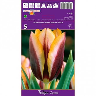 Tulipán Gavota kép 3