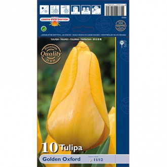 Tulipán Golden Oxford kép 2