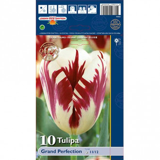 Tulipán Grand Perfection kép 2