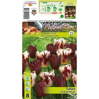 Tulipan Grand Velvet színkeverék kép 4