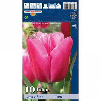 Tulipán Jumbo Pink kép 2