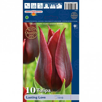 Tulipán Lasting Love kép 2