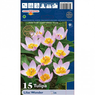 Tulipán Lilac Wonder kép 1