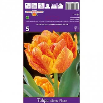 Tulipán Monte Flame kép 5