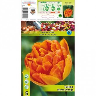 Tulipán Monte Orange kép 6