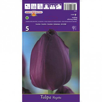 Tulipán Negrita kép 1