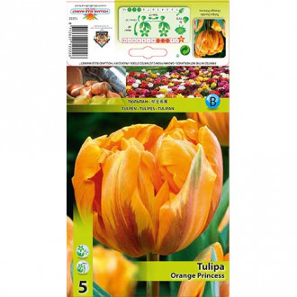 Tulipán Orange Princess kép 5