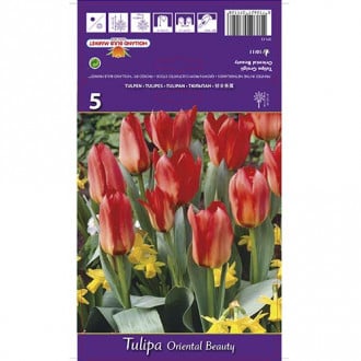 Tulipán Oriental Beauty kép 6