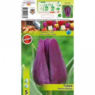 Tulipán Passio Glossy kép 4