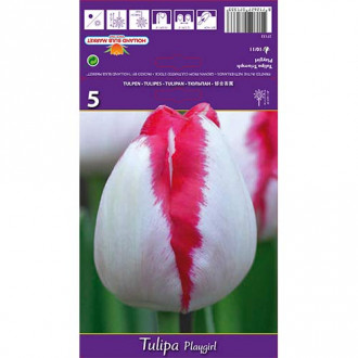 Tulipán Playgirl kép 4